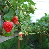 Seminário Brasileiro de Pequenas Frutas – Vacaria/RS