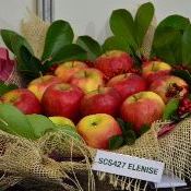 Cultivares de maçã permitem ampliar período de colheita
