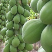 VII Simpósio do papaya brasileiro na Feiragrícola