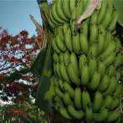 Banana prata mineira será exportada para Europa