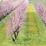 blooming peach orchard