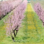 blooming peach orchard