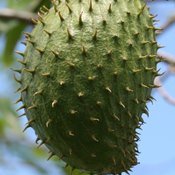 Ceplac promove II Simpósio Baiano da Graviola