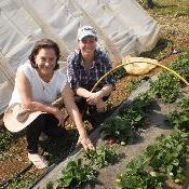 Agricultora melhora a produção de morango orgânico