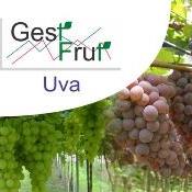 Planilha eletrônica auxilia gestão financeira na fruticultura