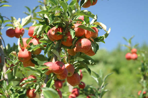 Maçã: redução do crescimento vegetativo