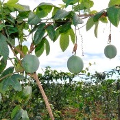 Dia de campo sobre maracujá no noroeste fluminense