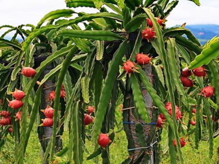 Cultivo da pitaya orgânica tem curso em Chapecó