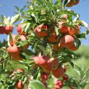 Produtores de maçã do PR apostam na atividade e renovam pomares