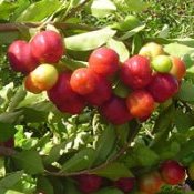 Chegamos em novembro: a época da acerola!