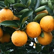 Quais são as diferenças entre os tipos de laranja?