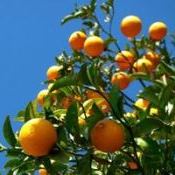 Produção e a comercialização de tangerinas