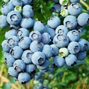 3 frutas que retardam o aparecimento das rugas