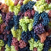 Uvas de mesa: em setembro, de certeza!