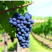 Produtores viajam em busca de variedades de uva nos EUA