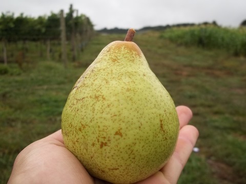 pera2