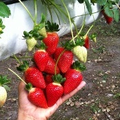 Começam a colheita da safra de morango em MG