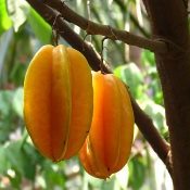 Carambola: aliada do intestino e pele