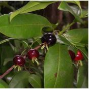 Frutas pouco conhecidas têm alto poder anti-inflamatório