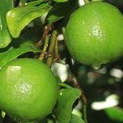 Pernambuco recebe autorização para exportar frutas cítricas