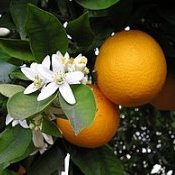 História da laranja