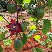 Embrapa Cerrados lança cultivar de maracujá doce