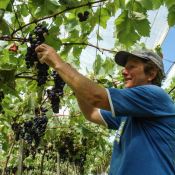 Produtores catarinenses esperam colher 65,8 mil toneladas de uva