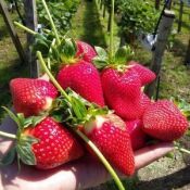 Seminário Brasileiro sobre Pequenas Frutas