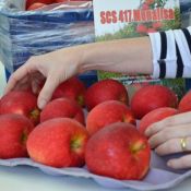 Cultivar Monalisa apresenta frutos exuberantes