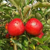 Seminário Nacional sobre Fruticultura de Clima Temperado