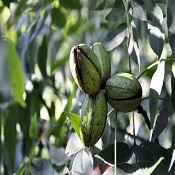 Simpósio internacional  e abertura da colheita da noz-pecã