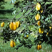 Confira o duelo nutricional entre caqui e carambola