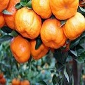 Junho tem laranja, abacate, mexerica e muito mais