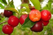 Benefícios da acerola para a saúde