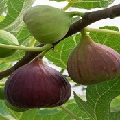 As frutas mais fáceis de encontrar no mês de abril