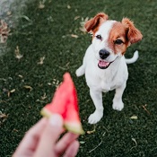 Frutas que cachorro pode comer